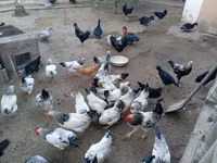 Chickens — photo 2