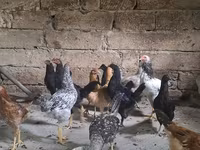 Chickens — fotografija 2