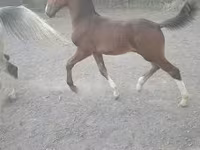 Hengst, Dutch warmblood horse — Foto 2