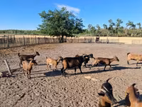 Goat, Goats — photo 3