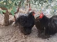 Bantam Pekín — foto 1
