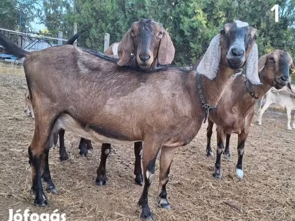 Cabra, Nubian Goat