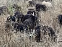 雌羊, Racka sheep — 写真 3