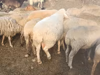 Qoç, Qoyunlar — foto 5