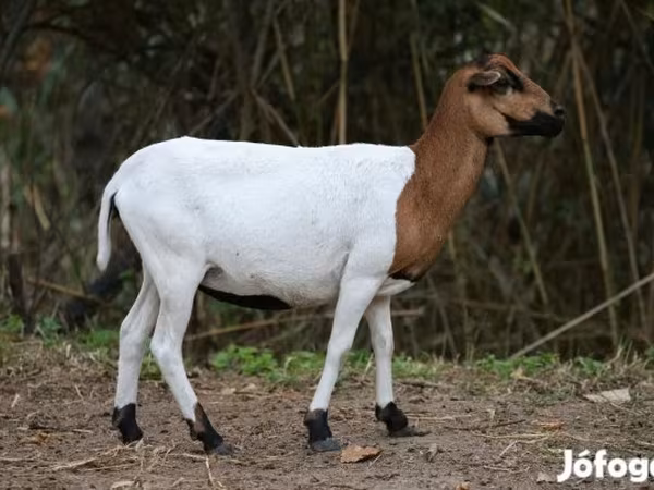 Schaf, Cameroon sheep