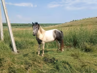 Koń, Gypsy horse — zdjęcie 2