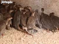 Guinea fowl — 照片 3