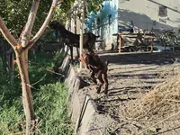 Goat, Kamori goats — photo 5