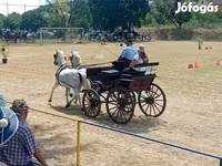 Kobila, Lipizzaner — fotografija 4