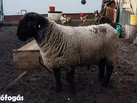 نعجة, White Suffolk sheep — الصورة 1