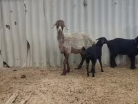Ovca, Arashan sheep — fotografija 2