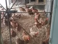 Chickens — fotografija 2