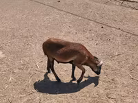 雄羊, Cameroon sheep — 写真 3