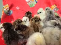 Silkie — photo 2