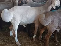 Қошқар, Hissar sheep — 1-сурет