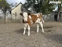Krowa, Simmental cattle — zdjęcie 3