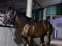 Pastuv, Arabian horse — fotografija 1