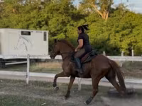 Koń, Thoroughbred horse — zdjęcie 4