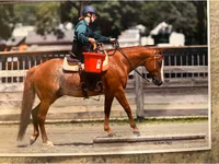 Pastuv, Quarter Horse — fotografija 4