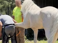 Pastuv, Kentucky mountain daddle horse — fotografija 5