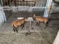 Carnero, Cameroon sheep — foto 4
