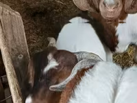 雄ヤギ, Boer goat — 写真 3