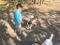 公山羊, Dutch Landrace goats — 照片 3