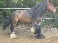 Hengst, Gypsy horse — Foto 1