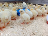 Chickens — foto 3