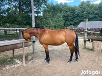 Stute, Nonius horse — Foto 1