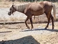 Chevaux (lot, sexe non indiqué), Chevaux — photo 2