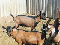Jarac, Nubian Goat — fotografija 4