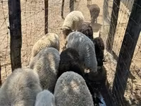 Owca, Merino sheep — zdjęcie 3