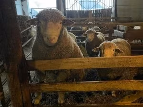 Carnero, Ile-de-France sheep