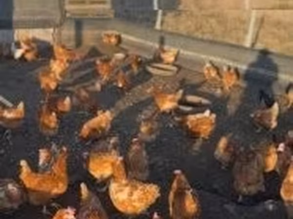 Chickens — ハンガリー