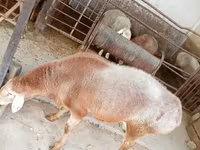 Widder, Arashan sheep — Foto 4
