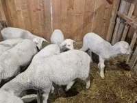 公羊, Merinoland sheep — 照片 4
