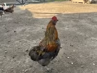 Ameraucana — zdjęcie 4