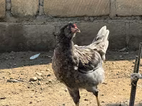 Ameraucana — photo 5