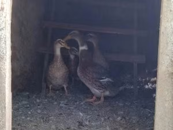 Ducks