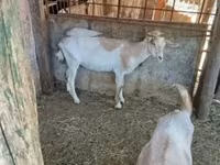 Cabras (lote, sexo não especificado), Cabras — foto 2