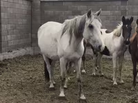 Kobila, Mugalzhar horse — fotografija 5