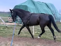 Kobyła, Dutch warmblood horse — zdjęcie 4