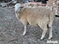 Sheep, Sheep — photo 4