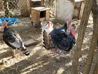 Turkeys — 2-rasm