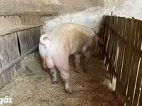 公猪, Pigs — 照片 2