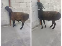 Qoç, Qoyunlar — foto 1