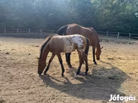 Pastuv, Appaloosa — fotografija 6