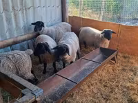 Ovca, White Suffolk sheep — fotografija 3
