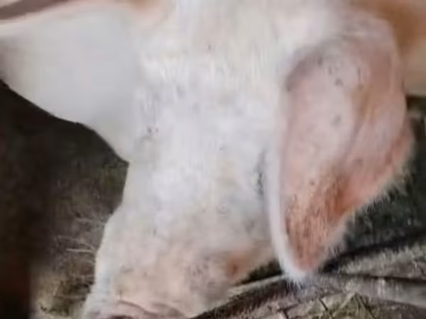 Sow, Ландрас